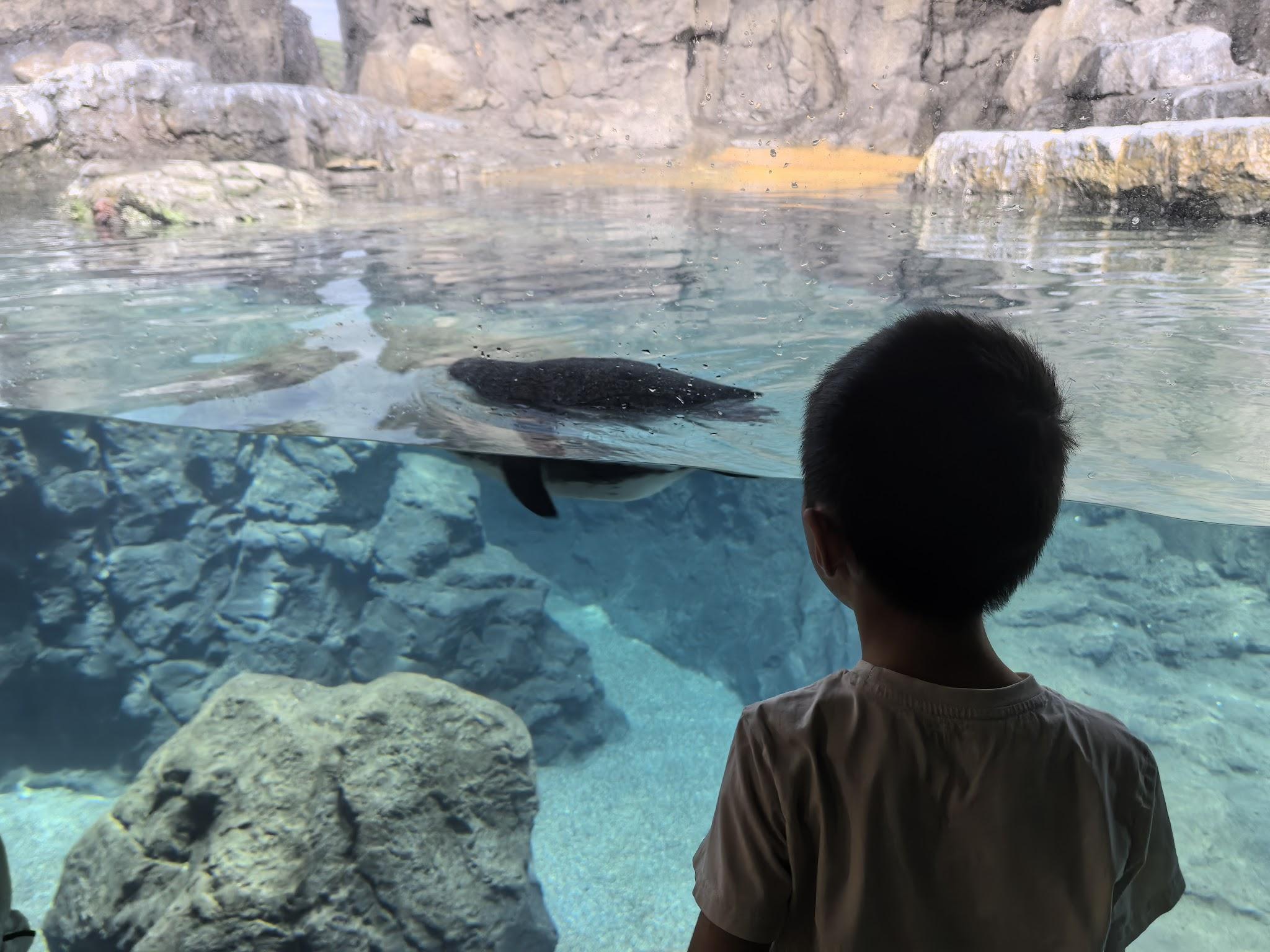 Houston Zoo visit